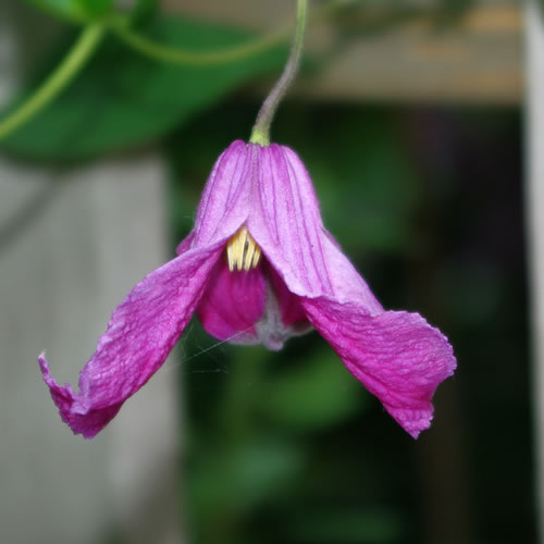 Clematis hybrida Savannah